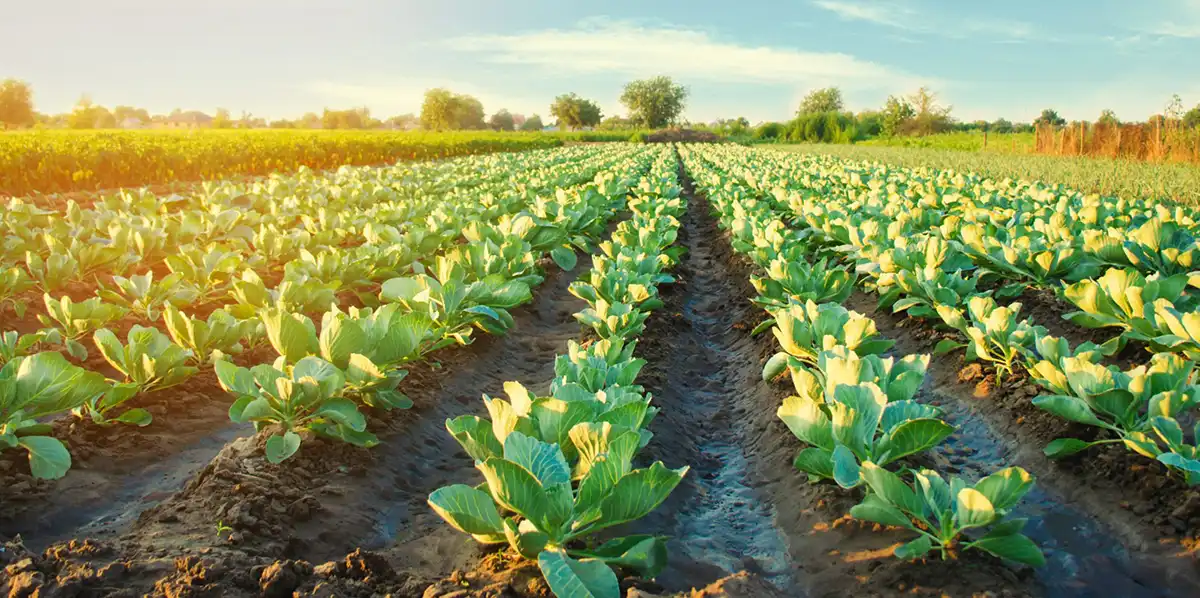 product-banner-landsbrugsret