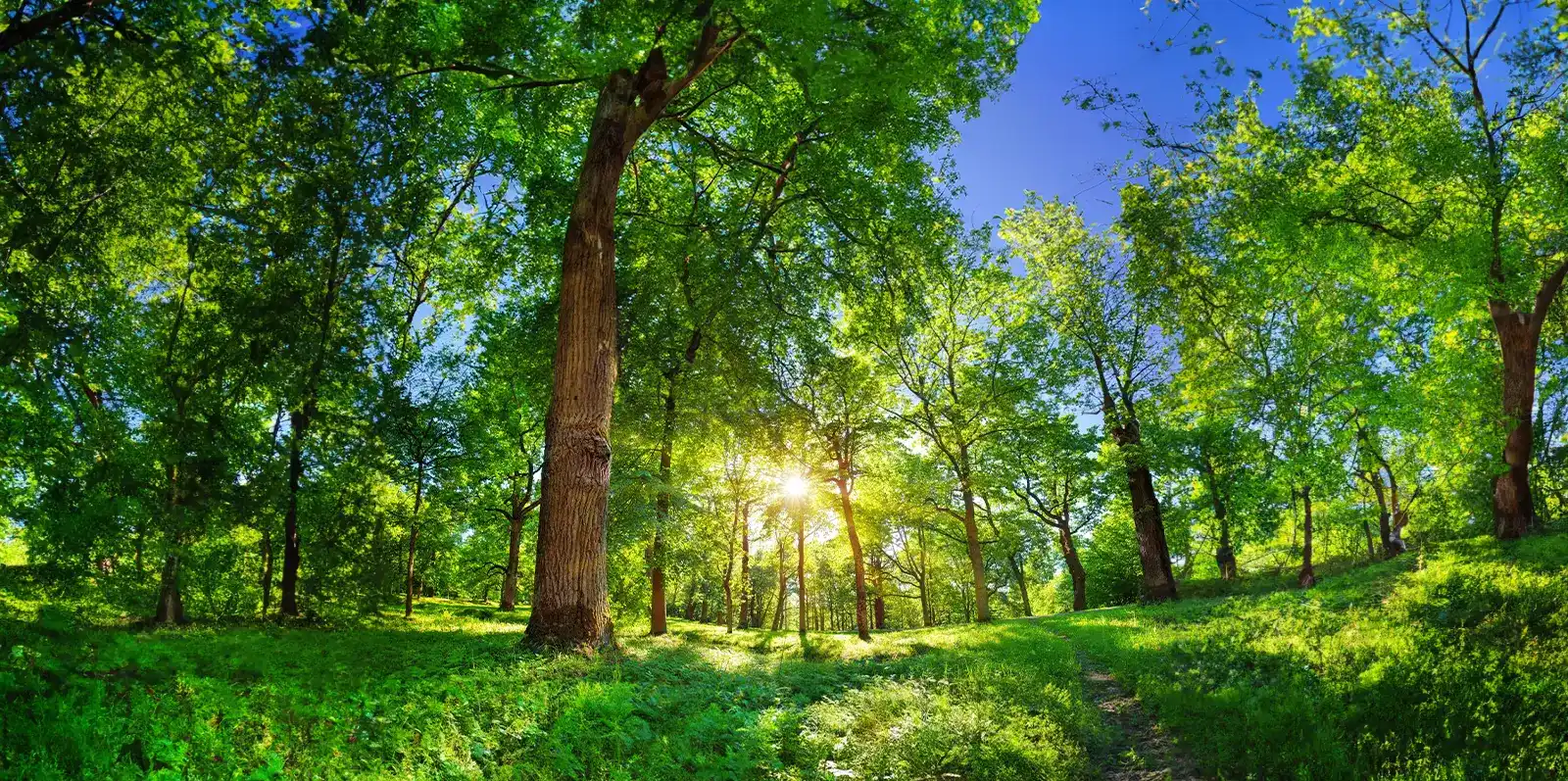 Miljøkonferencen 2024 Landskab med vindmøller - Konferencen om miljøret, miljøprocesser og grønne miljøprojekter.