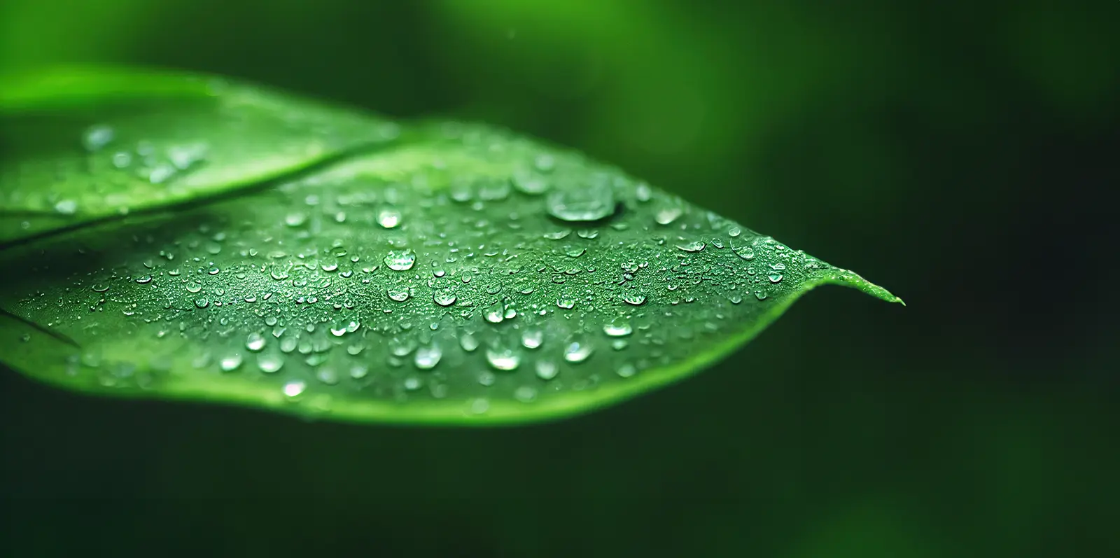 product-banner-ESG 2